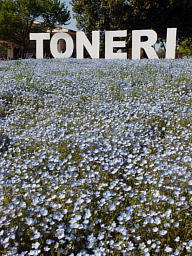 TONERI