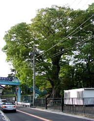 羽村橋のケヤキ