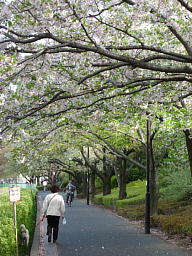大島桜