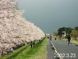狛江の五本松・桜