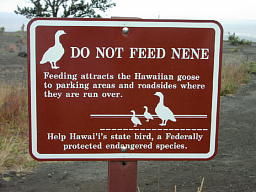 Do not feed Nene