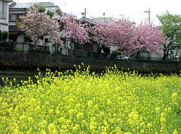 菜の花と八重桜