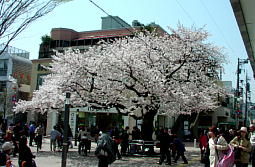 仙川駅前の桜