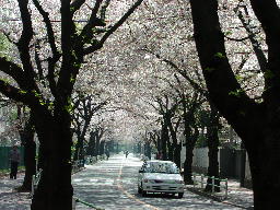 染地小学校前の桜並木