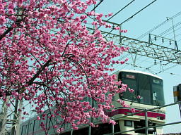 桜と京王線
