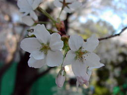 金王桜