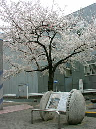 染井吉野桜発祥之里記念碑